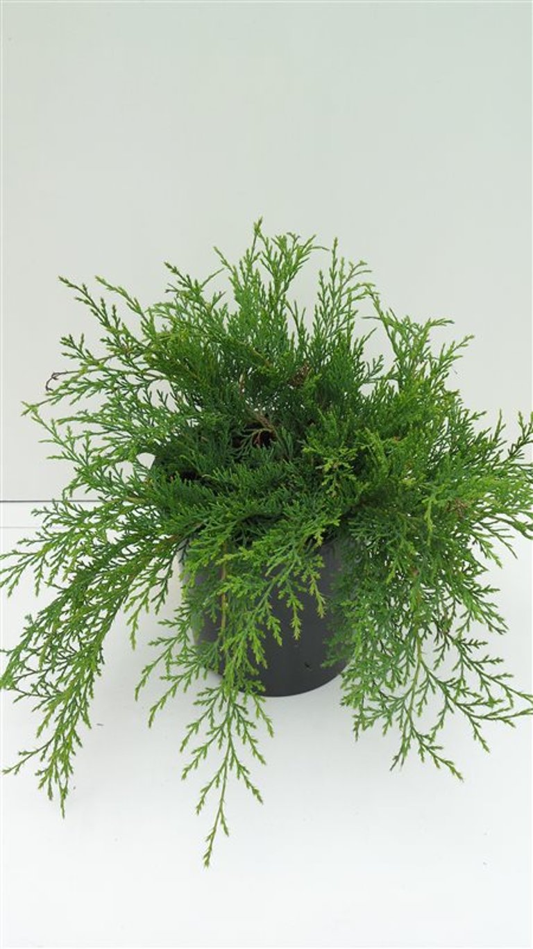 Microbiota d. 'Sibirteppe' - C3 30-40 CM